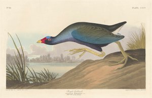 紫ガリヌル、1836 作： John James Audubon